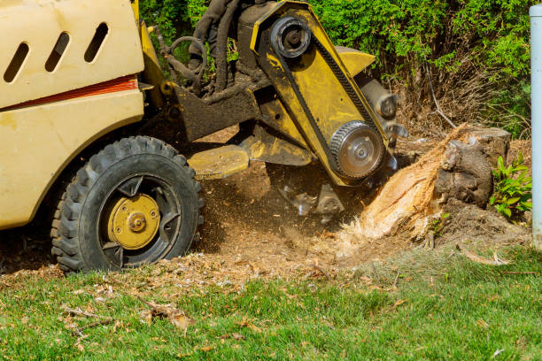 Best Lot and Land Clearing  in Eldora, IA