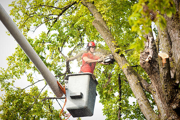 Best Seasonal Cleanup (Spring/Fall)  in Eldora, IA